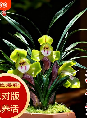 春兰冬带花苞名贵兰花苗矮种好养室内花卉绿植盆栽大富贵翠盖荷