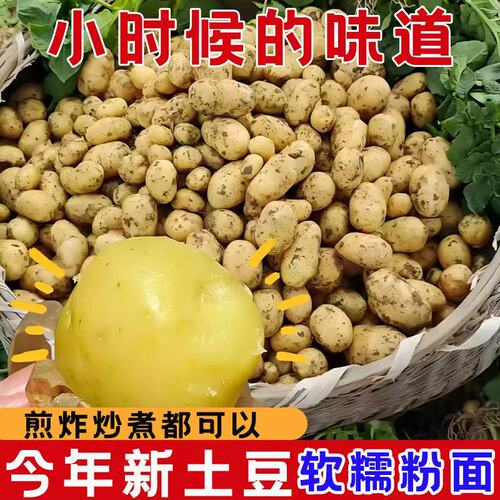正宗恩施小土豆现挖新鲜