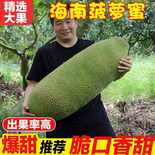 海南黄肉菠萝蜜新鲜采摘整个