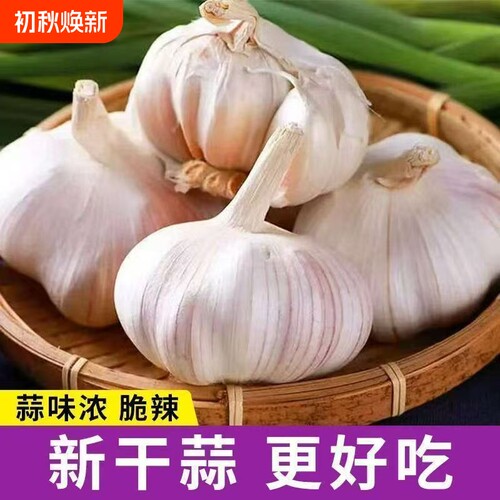 农家自种辛辣鲜香新干大蒜