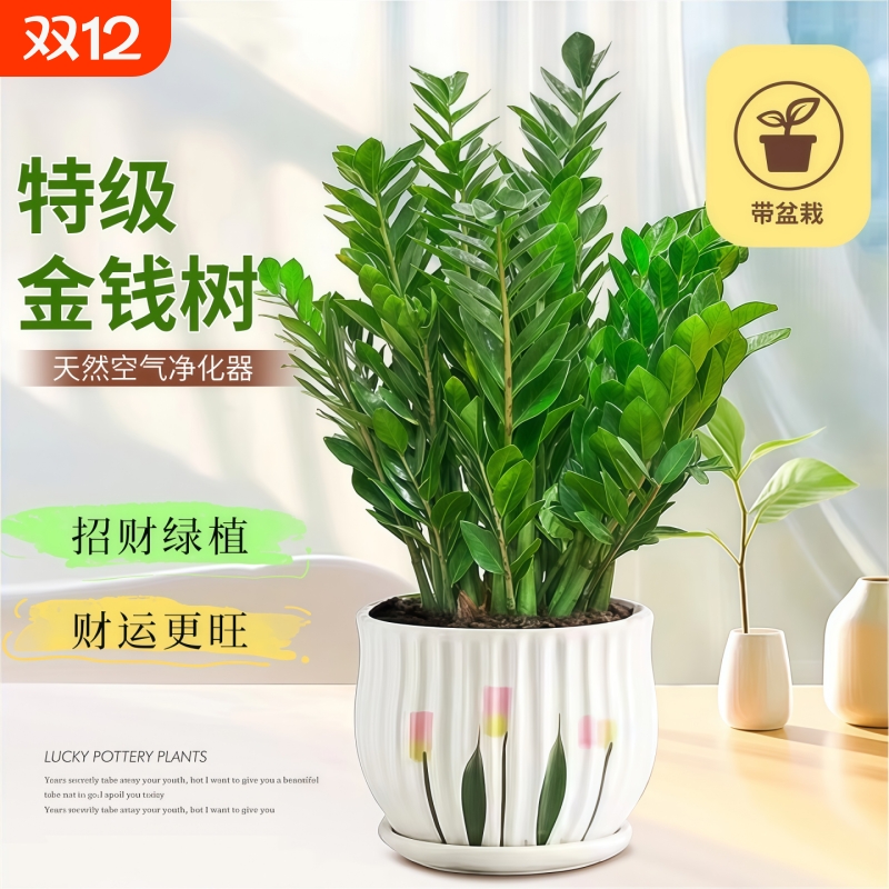 金钱树盆栽客厅花盆发财树