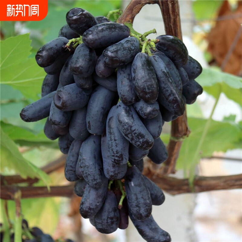 蓝宝石葡萄树果苗阳光玫瑰葡萄苗妮娜皇后寒香蜜巨峰盆栽地栽小苗