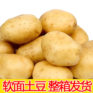 东北特产黄心土豆软面好吃软糯马铃薯整箱发货冬季 储存菜蔬菜应季