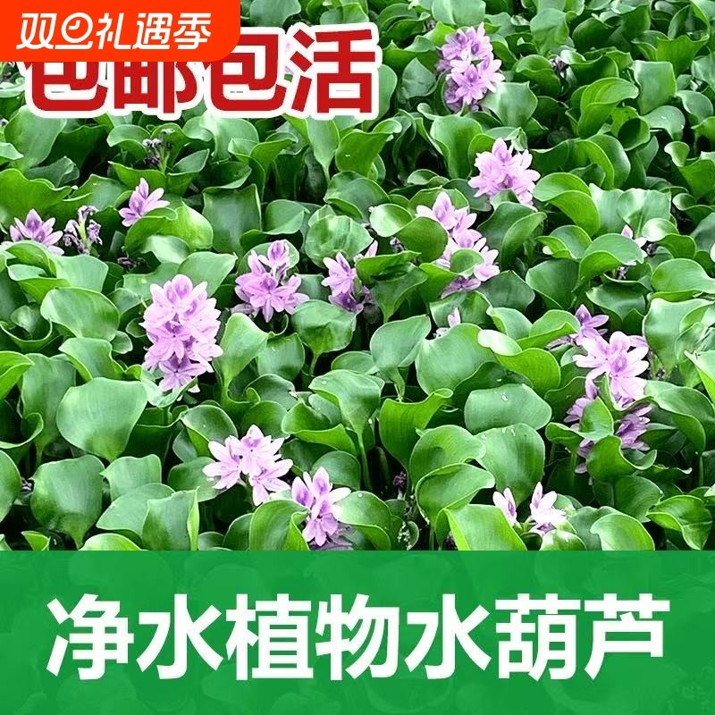 水葫芦水草浮萍鱼缸乌龟虾花卉鱼池塘水生植物凤眼莲生态造景养龟