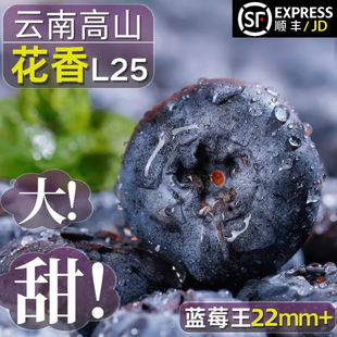 正宗云南蓝莓新鲜水果当季 蓝梅鲜果L25现摘高山怡颗孕妇大果整箱