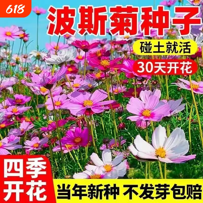 格桑花花种籽子波斯菊花太阳花种孑野花组合绿化四季播种开花种子