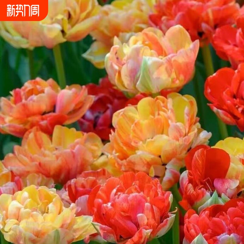 重瓣郁金香精选耐寒水培花卉四季开花盆栽植物客厅阳台土培冬季