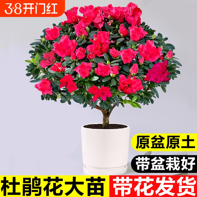 杜鹃花盆栽四季好养老桩树苗带花苞室内室外阳台花卉鲜花苗绿植物