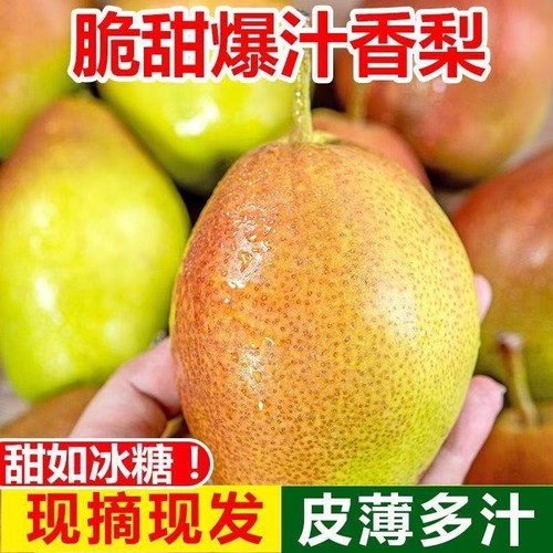 甜脆多汁化痰红香酥梨产地直销新鲜甜脆多汁大果梨子一整箱薄皮
