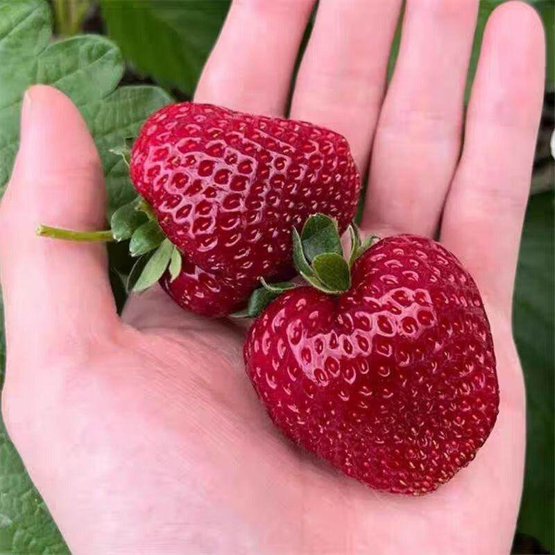 草莓苗秧盆栽四季结果奶油草莓苗种室内阳台植物可食用绿植,水产肉类/新鲜蔬果/熟食,草莓,淘宝优惠券,粉丝福利购,淘宝优惠卷