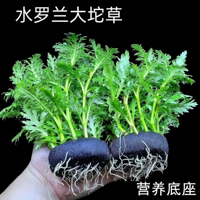 新手懒人好养易活增氧水罗兰坨草鱼缸造景真水草带坨植物阴性淡水