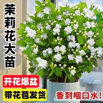 重瓣茉莉花苗盆栽带花苞栀子花水培老桩驱蚊植物室内外四季