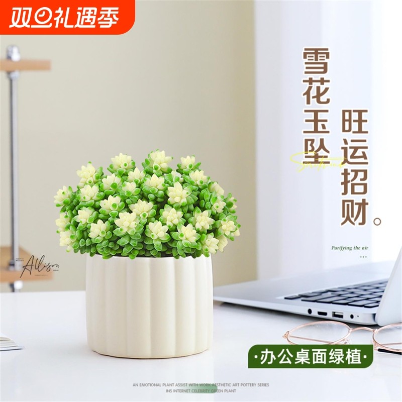 雪花玉坠多肉植物多头老桩肉肉盆栽办公室桌面大颗好养招财绿植