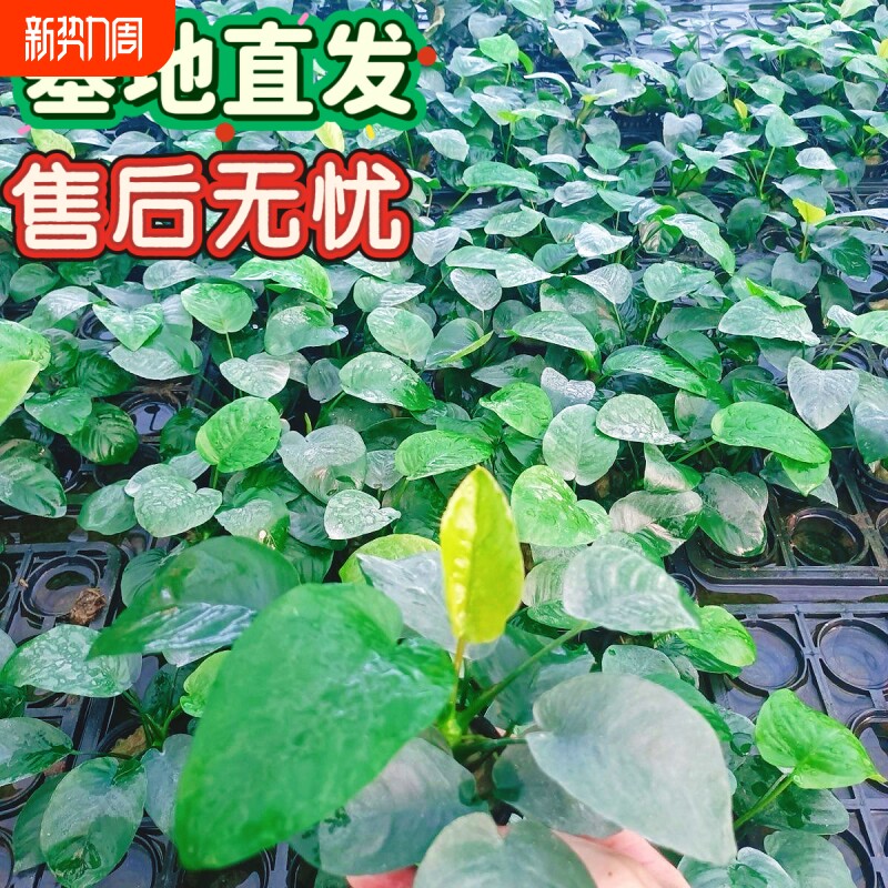 鱼缸造景阴性水草火山石巴榕水培植物进化水质懒人新手易养好水草