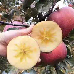 陕西礼泉当季红富士丑苹果冰糖心净果包邮