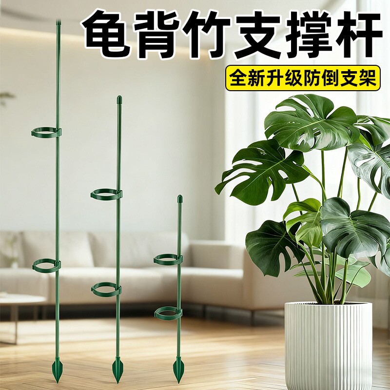 龟背竹防倒伏专用支撑杆图片