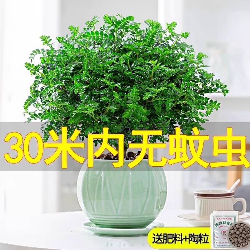 防蚊草驱蚊清香木盆栽胡椒木花卉植物树苗老桩盆景阳台绿植办公桌