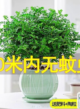 防蚊草驱蚊清香木盆栽胡椒木花卉植物树苗老桩盆景阳台绿植办公桌