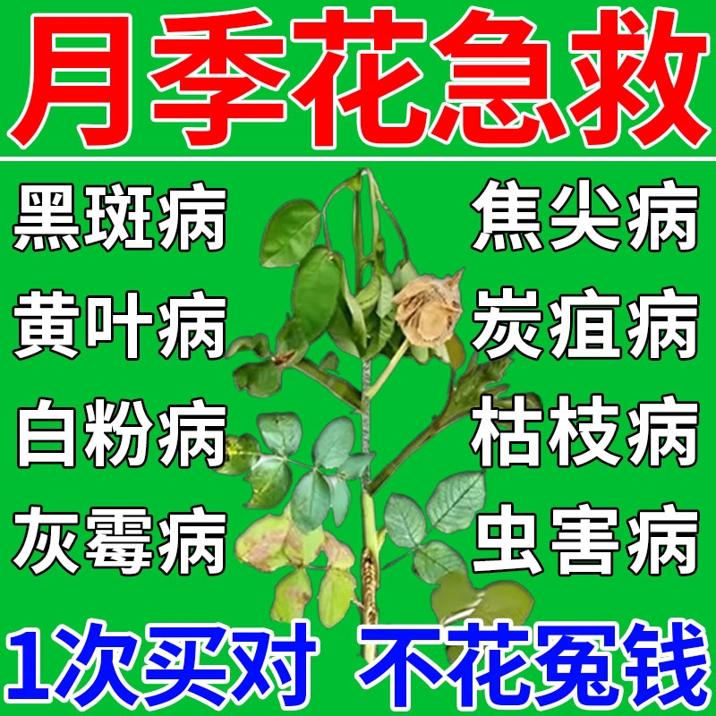 月季花病虫害常用药专治黑斑病白粉病发黑黄炭疽病专用药百病康