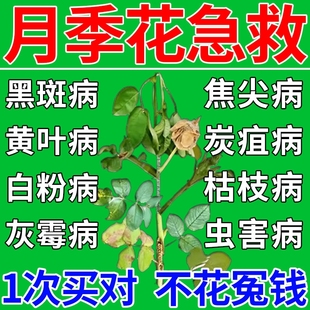月季 花病虫害常用药专治黑斑病白粉病发黑黄炭疽病专用药百病康