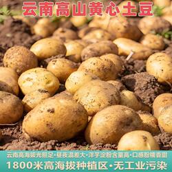 云南土豆云南昭通黄心土豆云南高山黄心洋芋老品种农家自种新鲜