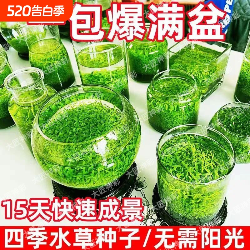 水草种子草微生态增氧造景水草泥四季鱼缸小型对叶水生底部植物