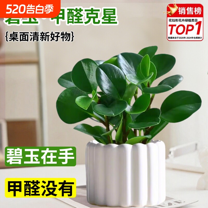 碧玉盆栽室内绿植盆景豆瓣绿净化空气美观客厅桌面小绿植四季常青
