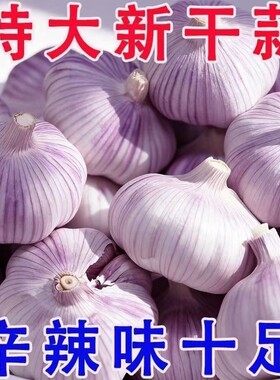 2026年新蒜头山东蒜紫皮大蒜头干蒜批发农家蒜头干大蒜新鲜紫蒜