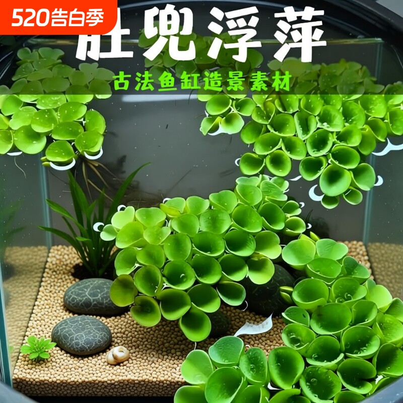 鱼缸造景净化水质肚兜萍水浮萍槐叶萍懒人水草浮萍养鱼龟水