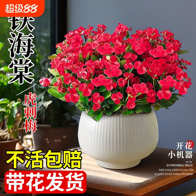 铁海棠虎刺梅盆栽老桩大叶大花阳台室内花卉绿植物四季好养活开花