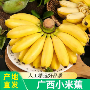 精选广西小米蕉新鲜当季现摘软糯香甜孕妇水果现摘小芭蕉粉蕉整箱