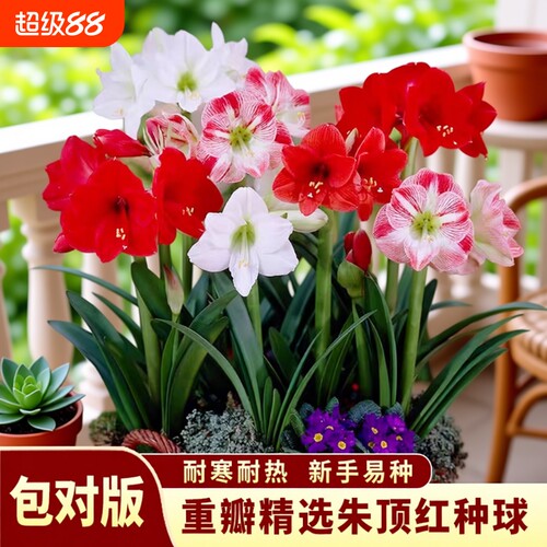 重瓣朱顶红种球花卉|218人收藏