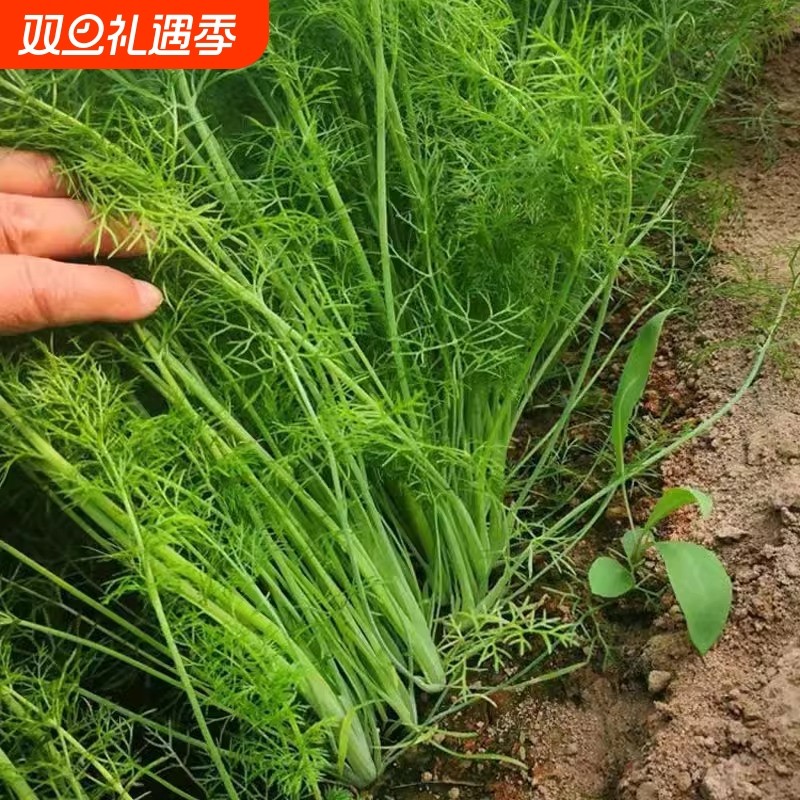 茴香种子种籽苗孑小茴香菜阳台带根四季菜种盆栽籽种蔬菜菜籽回香