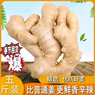 正宗山东生姜老姜大姜5斤/3斤新鲜农家黄姜月子干姜农家种植姜块