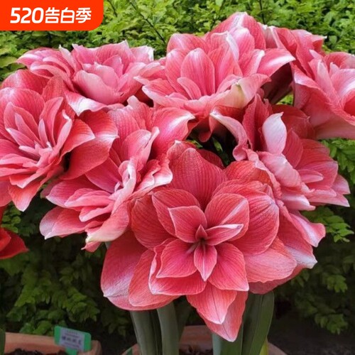鸿运当头朱顶红盆栽年宵花美室内阳台花开耐寒耐热耐活多年生重瓣