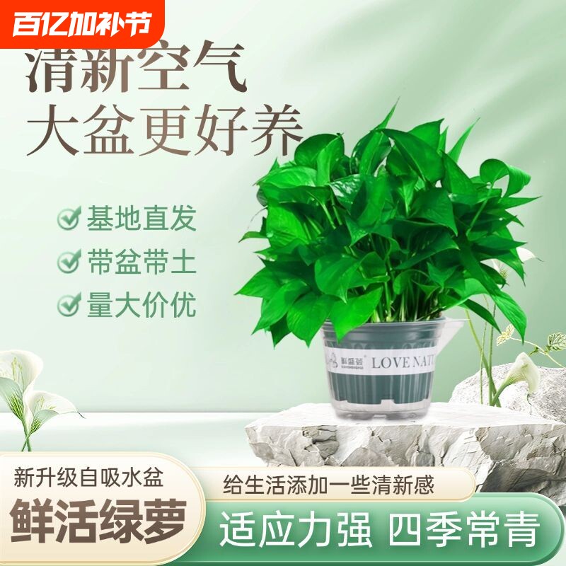 绿箩易活室内植物花卉垂吊大叶绿萝除甲醛新房防甲醛绿植