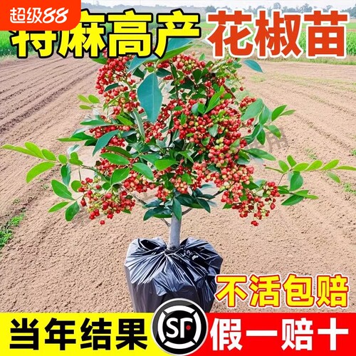 正宗四川大红袍花椒树苗食用盆栽地栽南北种植花椒苗麻椒青花椒苗