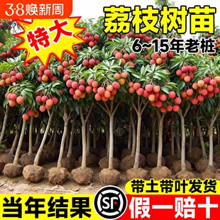 荔枝树苗嫁接果树无核桂味妃子笑特大号南北方庭院盆栽四季水果苗