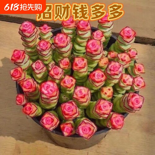 彩色钱串锦多肉植物室内新手好养肉肉红心钱串子稀有品种盆栽花卉