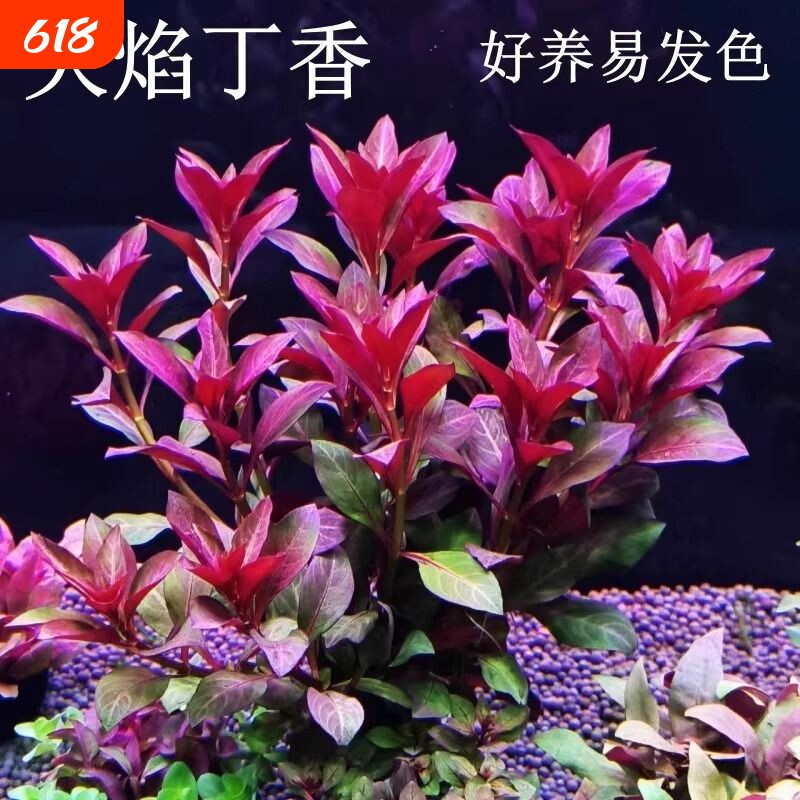鱼缸水草造景紫红火焰丁香水草植物真草绿植养鱼水培沉底定植好养