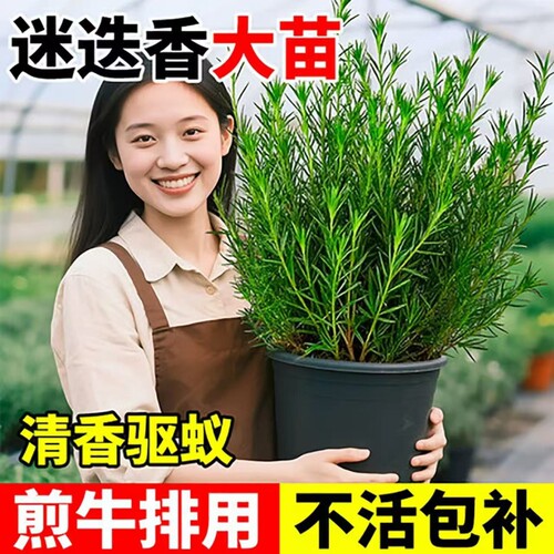 迷迭香盆栽新鲜香草|千人加购