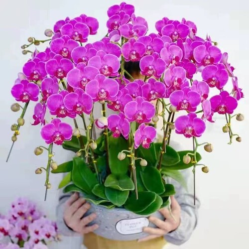 蝴蝶花兰苗带花苞盆栽客兰花室内植物花卉厅四季好养活绿植多规格