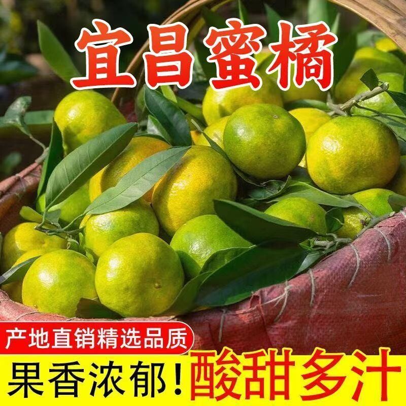 宜昌蜜桔蜜橘无籽当季新鲜现摘水果橘子包邮新鲜皮青皮当季橙子