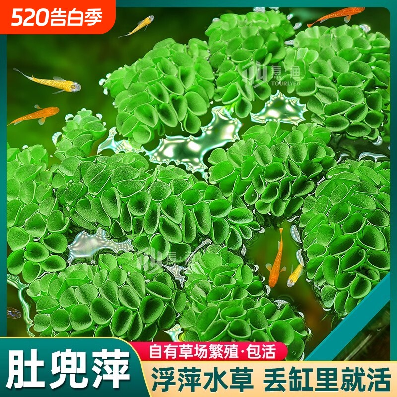 槐叶肚兜萍浮萍水草鱼缸躲避漂浮植物净化水质古法生态缸造景专业