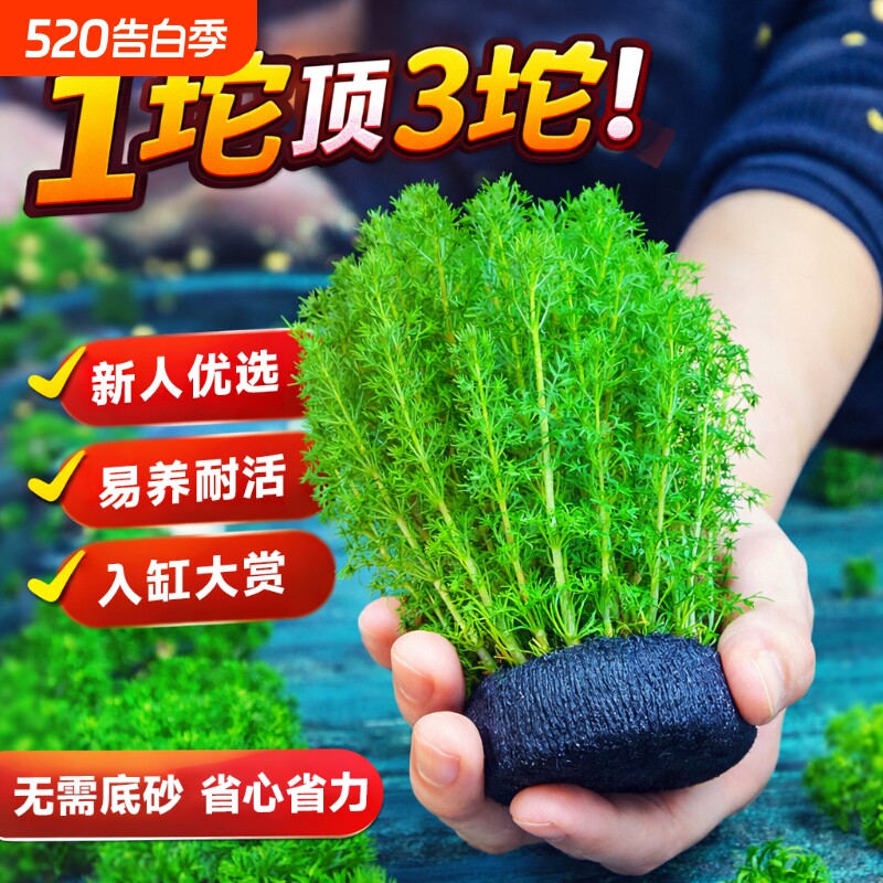 绿菊蜈蚣草坨草鱼缸水草造景阴性坨小宝塔增氧水培花盆无菌沉底