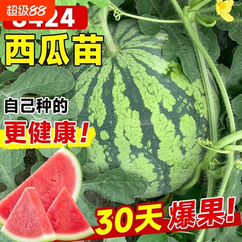 8424西瓜苗秧嫁接麒麟大西瓜盆栽种籽南方无籽西瓜水果蔬菜苗秧苗