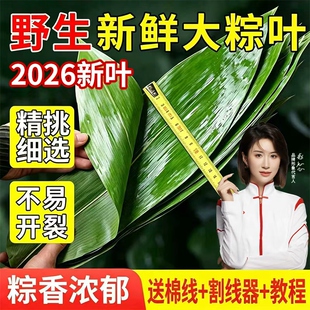 新鲜粽子叶野生大号包粽子现摘专用端午粽子材料商用批发大鲜粽叶
