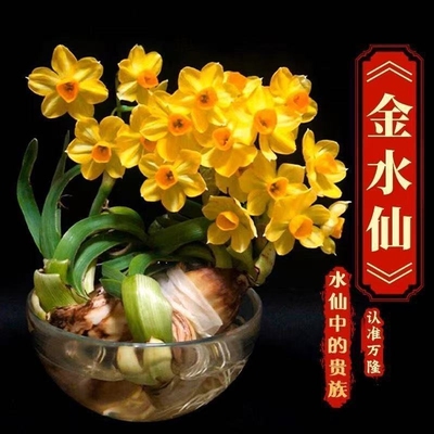 【金水仙—水仙中的贵族】新款金水仙花冬季水培四季花卉盆栽正品