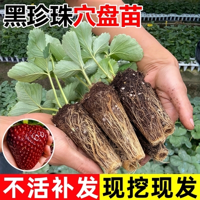 草莓苗当年开花当年结果