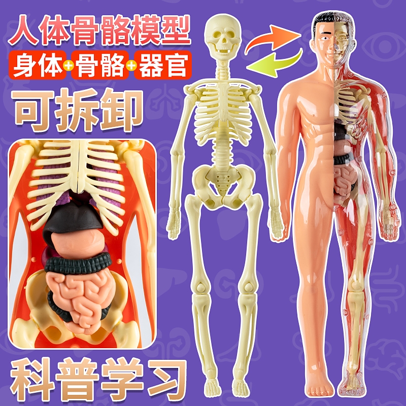 可拆卸拼装人体模型结构全身骨骼器官3d骨架医学解剖仿真儿童玩具